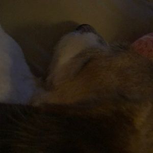 Meet your Posher, Nikkinikki